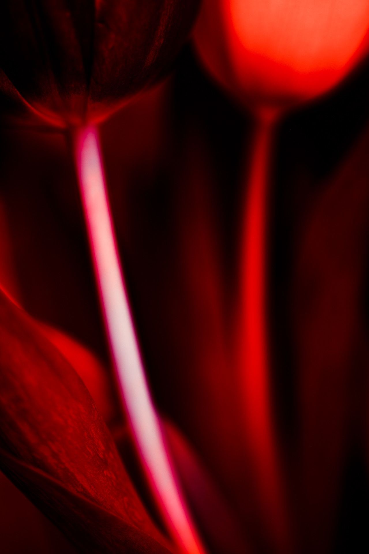 Ignis, No. 04 — Ember Trace, archival pigment print by Fegg Mou