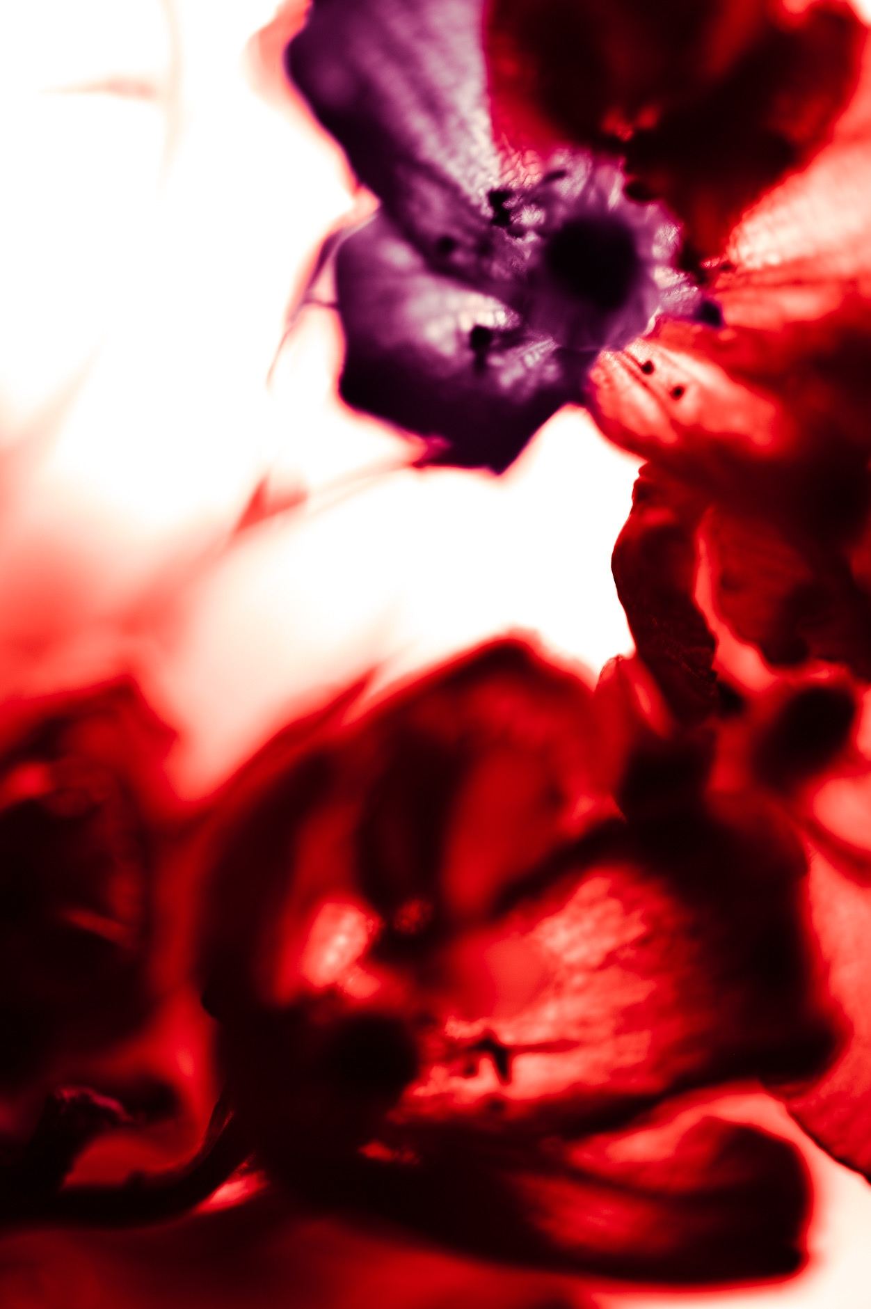 Ignis, No. 05 — Burnt Ground, archival pigment print by Fegg Mou