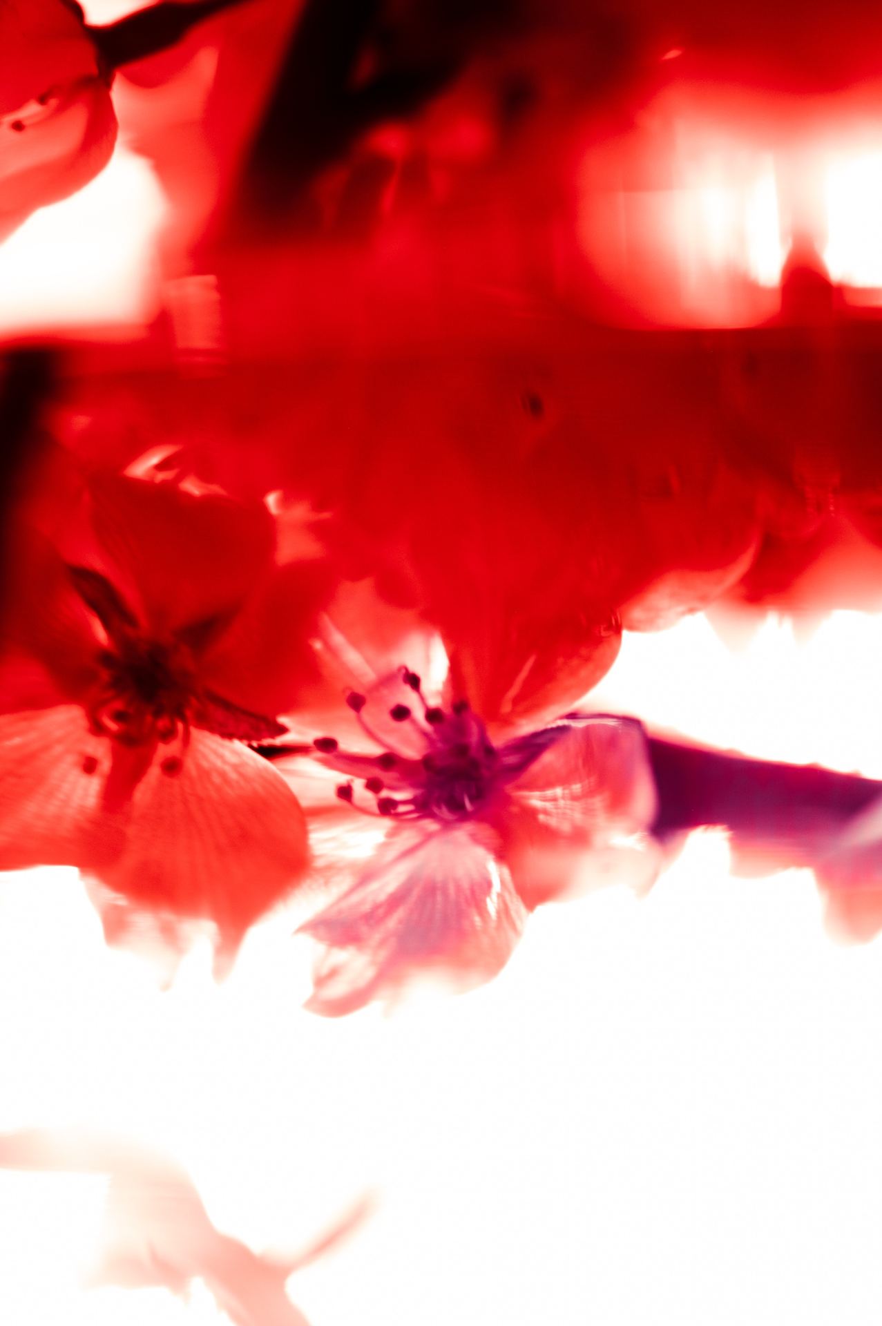 Ignis, No. 07 — Combustion, archival pigment print by Fegg Mou