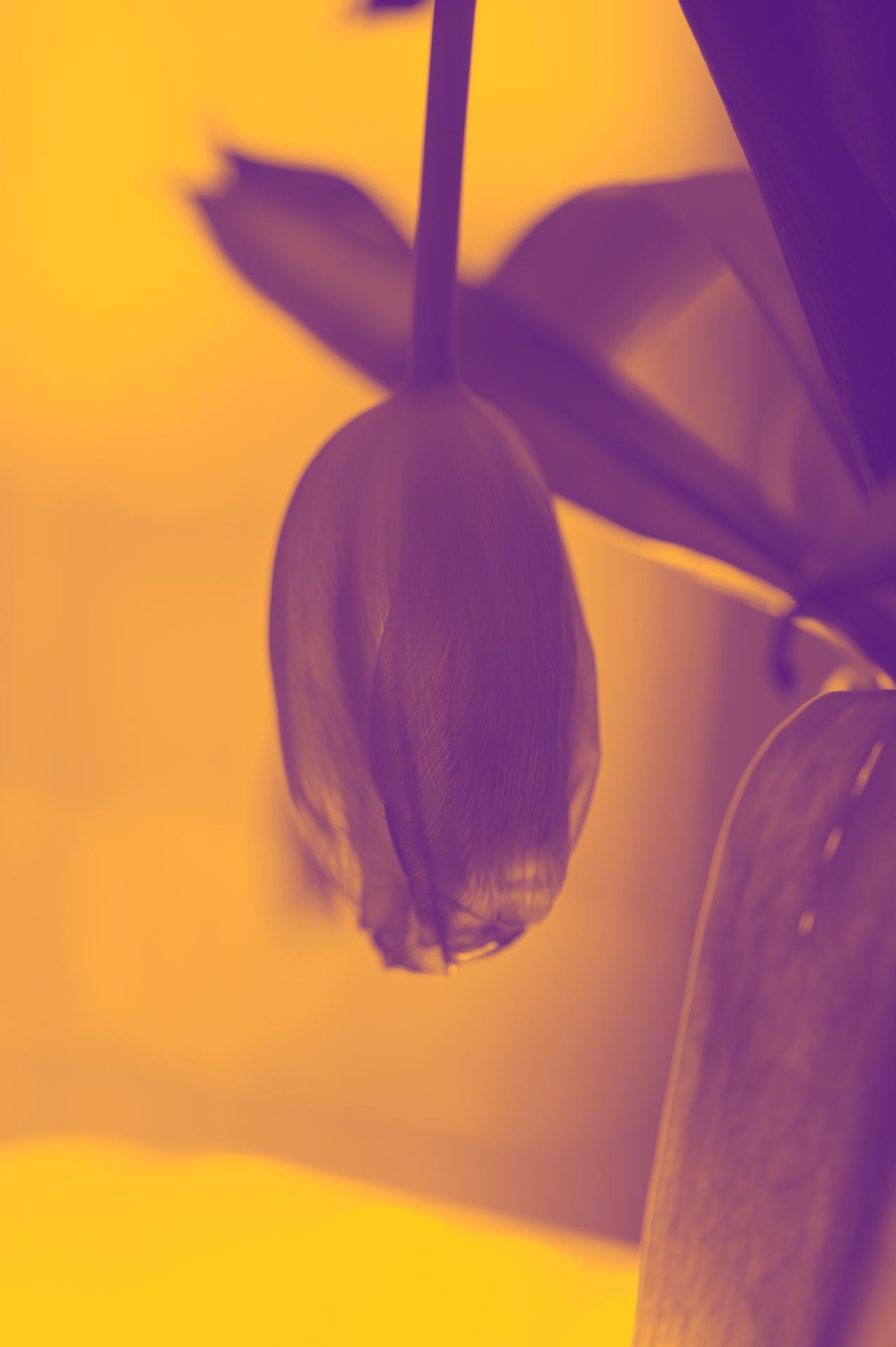 Aer, No. 02 — Trace Portrait, archival pigment print by Fegg Mou